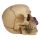 Skull and Bones Dödskalle med Lila Rosor